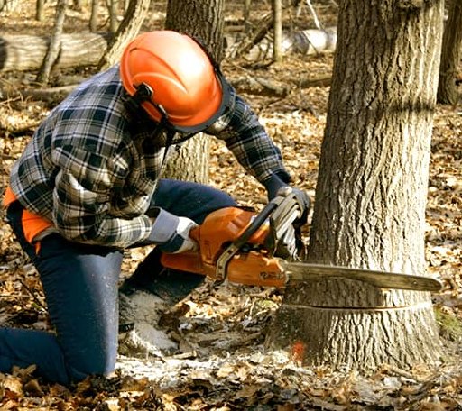 Tree Removal in Gunnison, MS